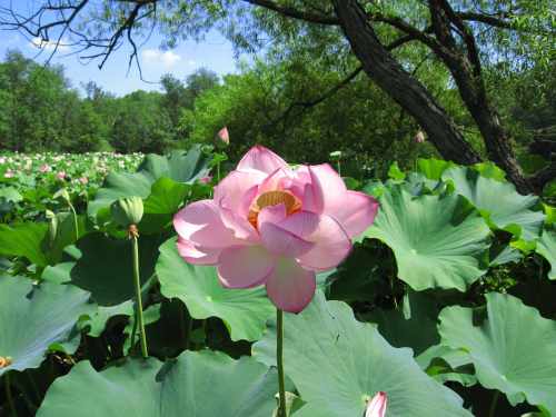 Lotus Garden_0