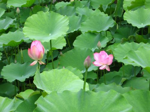 Lotus Garden_1